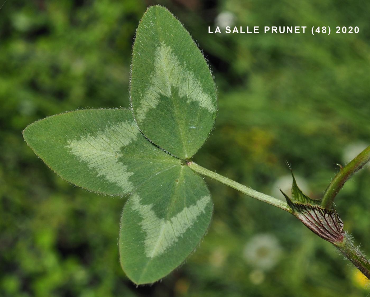 Clover, Red leaf